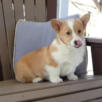 Hazel AKC, a female Pembroke Welsh Corgi for sale in Nappanee, IN – Photo 6 of 7