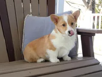 Hazel, a female Pembroke Welsh Corgi for sale in Nappanee, IN – Photo 5 of 7
