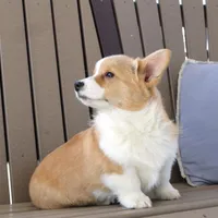 Hazel AKC, a female Pembroke Welsh Corgi for sale in Nappanee, IN – Photo 7 of 7