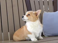 Hazel, a female Pembroke Welsh Corgi for sale in Nappanee, IN – Photo 7 of 7