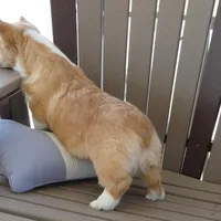 Hazel AKC, a female Pembroke Welsh Corgi for sale in Nappanee, IN – Photo 5 of 7