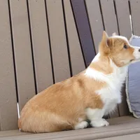Hazel AKC, a female Pembroke Welsh Corgi for sale in Nappanee, IN – Photo 2 of 7
