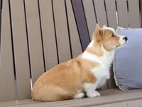 Hazel, a female Pembroke Welsh Corgi for sale in Nappanee, IN – Photo 6 of 7