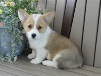 Jasmin, a female Pembroke Welsh Corgi for sale in Nappanee, IN – 6 of 6
