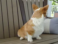 Ike (AKC), a male Pembroke Welsh Corgi for sale in Nappanee, IN – 6 of 9