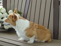 Ike (AKC), a male Pembroke Welsh Corgi for sale in Nappanee, IN – 4 of 9