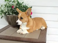 Koda (AKC), a male Pembroke Welsh Corgi for sale in Nappanee, IN – 3 of 7
