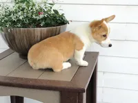 King (AKC), a male Pembroke Welsh Corgi for sale in Nappanee, IN – 6 of 8