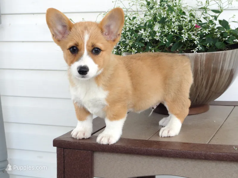 Koda (AKC) – Pembroke Welsh Corgi puppy for sale in Nappanee, IN