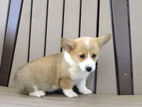 Jackie, a female Pembroke Welsh Corgi for sale in Nappanee, IN – 4 of 6