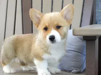 Jake, a male Pembroke Welsh Corgi for sale in Nappanee, IN – 3 of 7