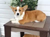 Kilo (AKC), a male Pembroke Welsh Corgi for sale in Nappanee, IN – 2 of 8