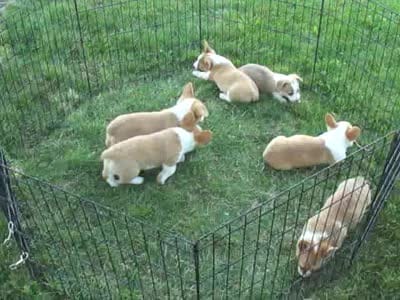 Koda (AKC), a male Pembroke Welsh Corgi for sale in Nappanee, IN – 8 of 8