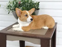 Kobe (AKC), a male Pembroke Welsh Corgi for sale in Nappanee, IN – 6 of 9