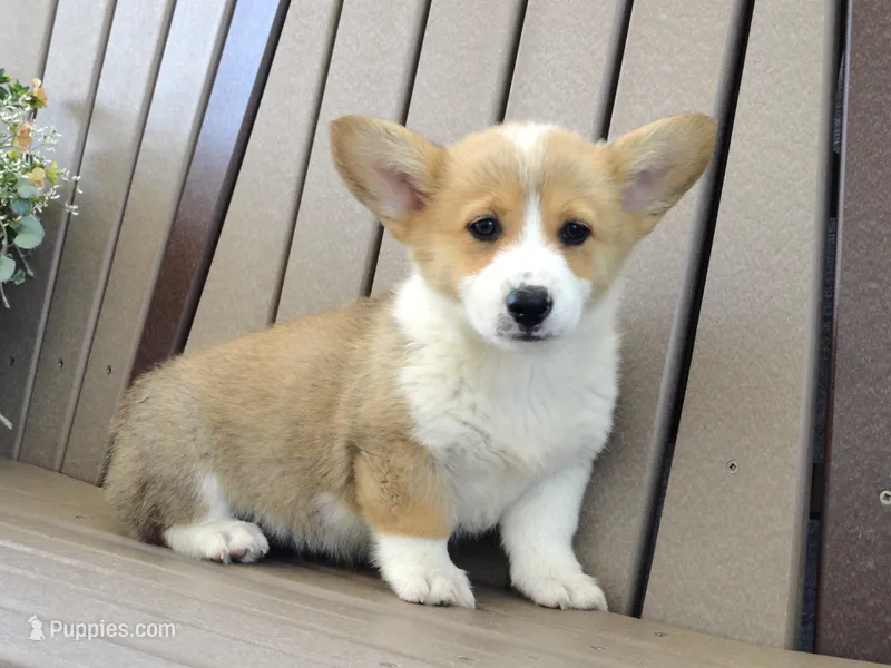 Jackie – Pembroke Welsh Corgi puppy for sale in Nappanee, IN