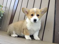 Jackie, a female Pembroke Welsh Corgi for sale in Nappanee, IN – 1 of 6