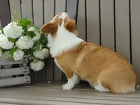 Ivy (AKC), a female Pembroke Welsh Corgi for sale in Nappanee, IN – 6 of 8