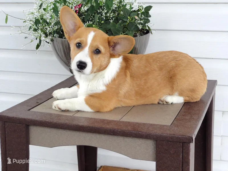 Kobe (AKC) – Pembroke Welsh Corgi puppy for sale in Nappanee, IN