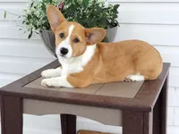 Kobe (AKC), a male Pembroke Welsh Corgi for sale in Nappanee, IN – 1 of 9