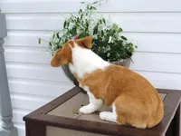 Kikki (AKC), a female Pembroke Welsh Corgi for sale in Nappanee, IN – 7 of 8