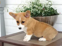 Koda (AKC), a male Pembroke Welsh Corgi for sale in Nappanee, IN – 6 of 8
