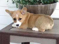 Koda (AKC), a male Pembroke Welsh Corgi for sale in Nappanee, IN – 7 of 8