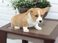 Kobe (AKC), a male Pembroke Welsh Corgi for sale in Nappanee, IN – 1 of 8