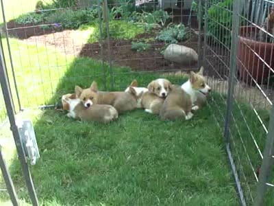 Jackie, a female Pembroke Welsh Corgi for sale in Nappanee, IN – 7 of 8