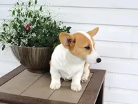 King (AKC), a male Pembroke Welsh Corgi for sale in Nappanee, IN – 6 of 8