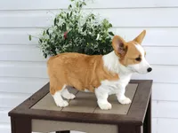 Kona (AKC), a female Pembroke Welsh Corgi for sale in Nappanee, IN – 7 of 8