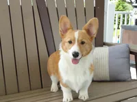Iris (AKC), a female Pembroke Welsh Corgi for sale in Nappanee, IN – 2 of 8
