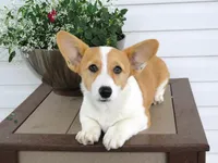 King (AKC), a male Pembroke Welsh Corgi for sale in Nappanee, IN – 2 of 8