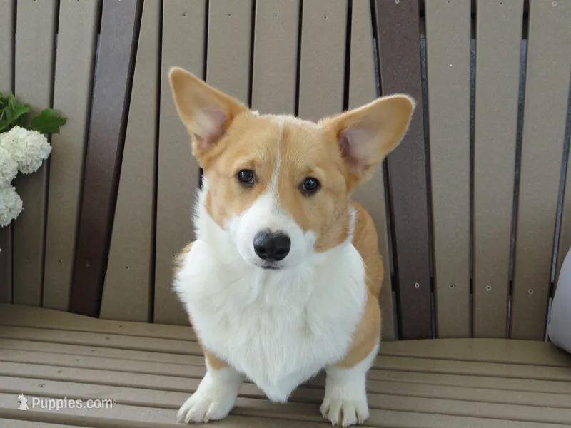 Ike (AKC) – Pembroke Welsh Corgi puppy for sale in Nappanee, IN