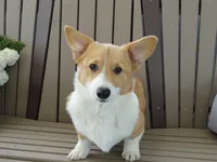 Ike (AKC), a male Pembroke Welsh Corgi for sale in Nappanee, IN – 1 of 9
