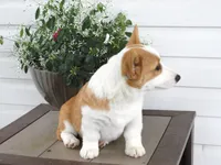 Kona (AKC), a female Pembroke Welsh Corgi for sale in Nappanee, IN – 4 of 8