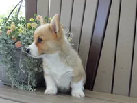 Jake, a male Pembroke Welsh Corgi for sale in Nappanee, IN – 6 of 7