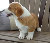 Jasper, a male Pembroke Welsh Corgi for sale in Nappanee, IN – 4 of 9