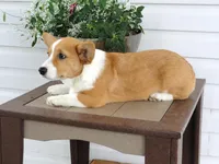 Kobe (AKC), a male Pembroke Welsh Corgi for sale in Nappanee, IN – 5 of 9