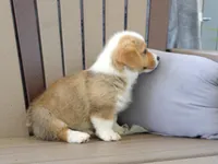Jasper, a male Pembroke Welsh Corgi for sale in Nappanee, IN – 2 of 7