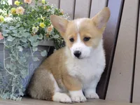 Jackie, a female Pembroke Welsh Corgi for sale in Nappanee, IN – 3 of 6