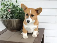Koda (AKC), a male Pembroke Welsh Corgi for sale in Nappanee, IN – 4 of 7