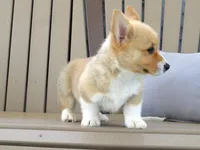 Jake, a male Pembroke Welsh Corgi for sale in Nappanee, IN – 4 of 7
