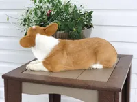 Kobe (AKC), a male Pembroke Welsh Corgi for sale in Nappanee, IN – 8 of 9