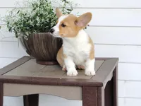 Kilo (AKC), a male Pembroke Welsh Corgi for sale in Nappanee, IN – 2 of 8