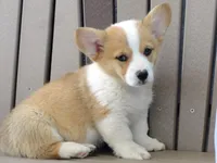 Juni, a female Pembroke Welsh Corgi for sale in Nappanee, IN – 3 of 8