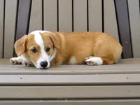 Jasper, a male Pembroke Welsh Corgi for sale in Nappanee, IN – 7 of 9