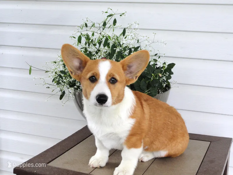 King (AKC) – Pembroke Welsh Corgi puppy for sale in Nappanee, IN