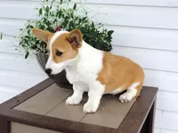 King (AKC), a male Pembroke Welsh Corgi for sale in Nappanee, IN – 3 of 8