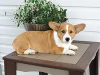 Kobe (AKC), a male Pembroke Welsh Corgi for sale in Nappanee, IN – 4 of 9