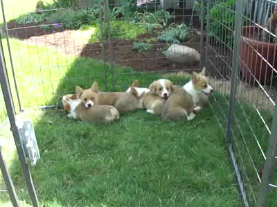 Jasper, a male Pembroke Welsh Corgi for sale in Nappanee, IN – 9 of 9